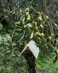 Trappola Feromoni Isagro - Contro la Mosca dell'Olivo