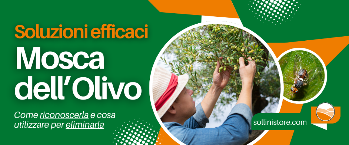 Soluzioni Efficaci contro la Mosca dell'Olivo